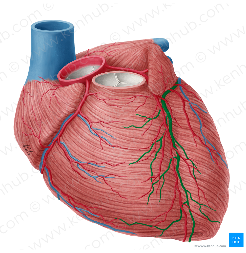 Great cardiac vein (#10029)