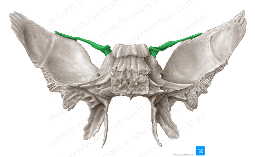 Lesser wing of sphenoid bone (#616)