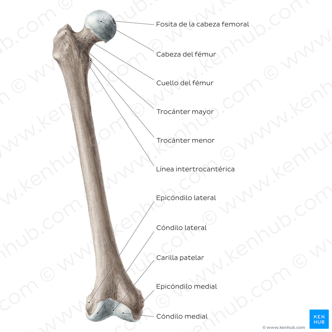 Femur (anterior view) (Spanish)