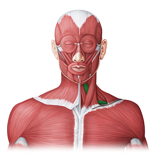 Omohyoid muscle (#20026)