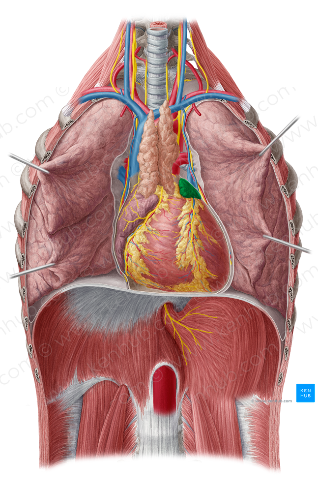 Left auricle of heart (#2127)