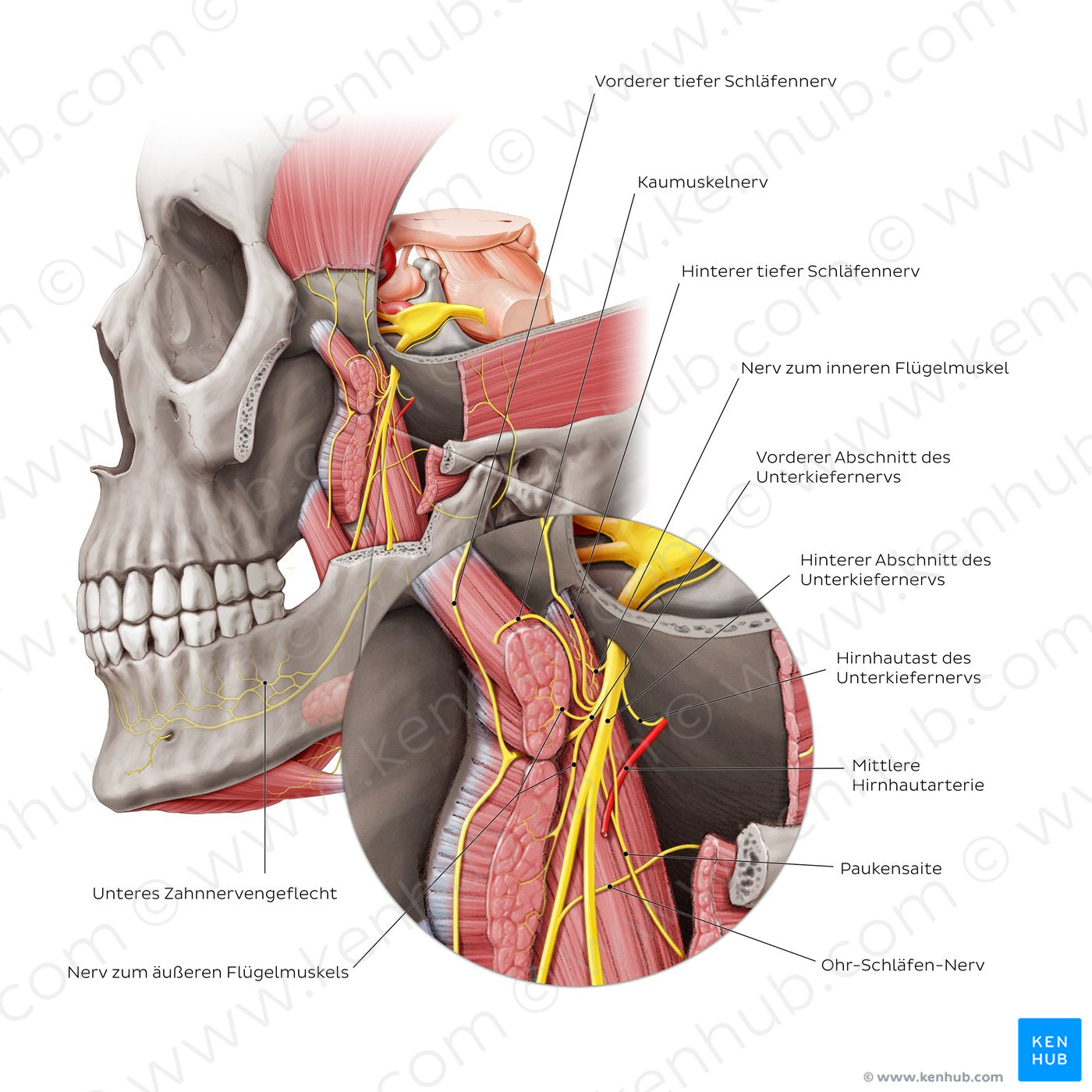 Mandibular nerve (zoomed in) (German)