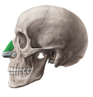 Lateral nasal cartilage (#2500)