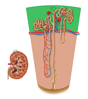 Renal cortex (#17173)