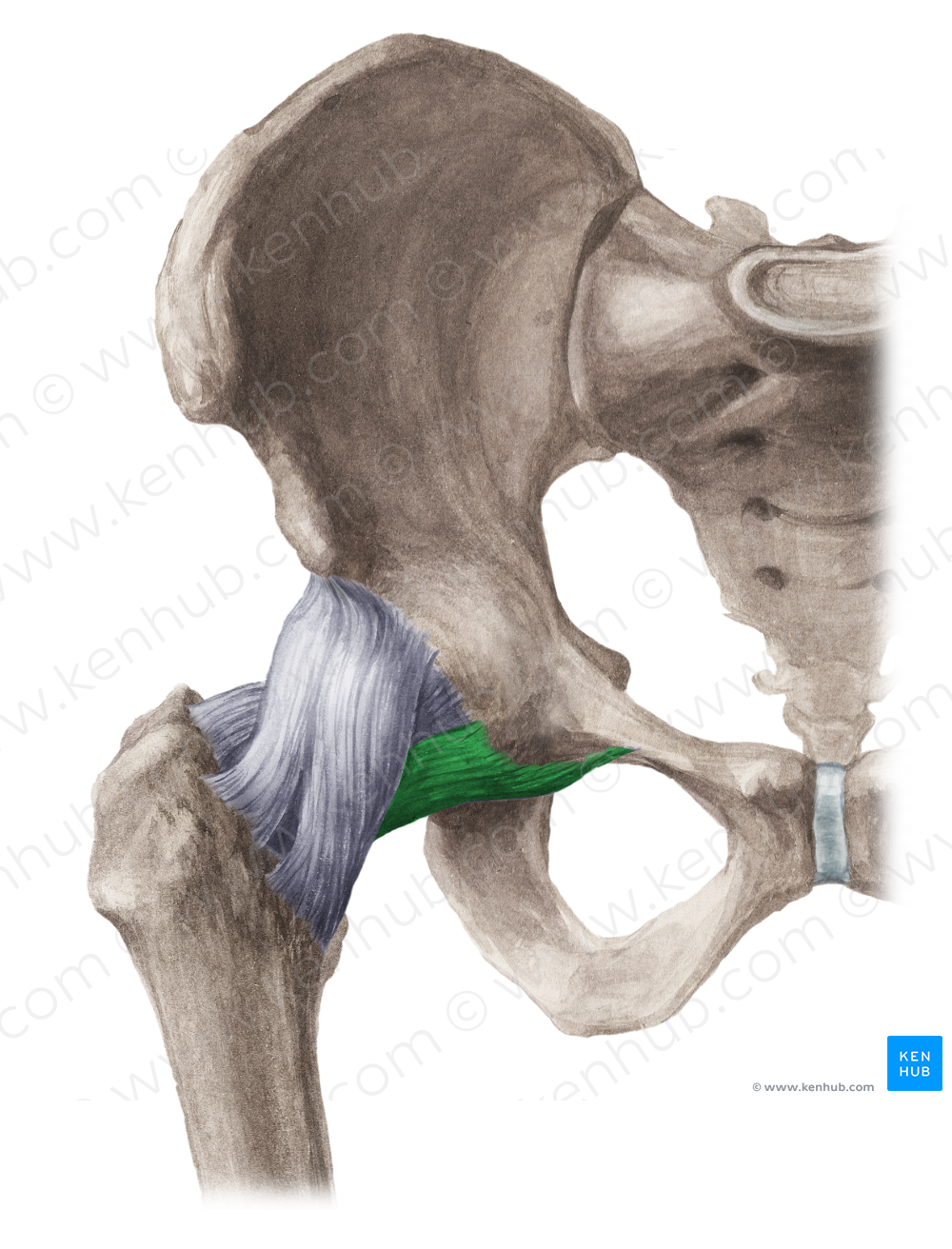 Pubofemoral ligament (#4602)