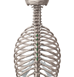 Spinous processes of vertebrae T3-T8 (#8278)