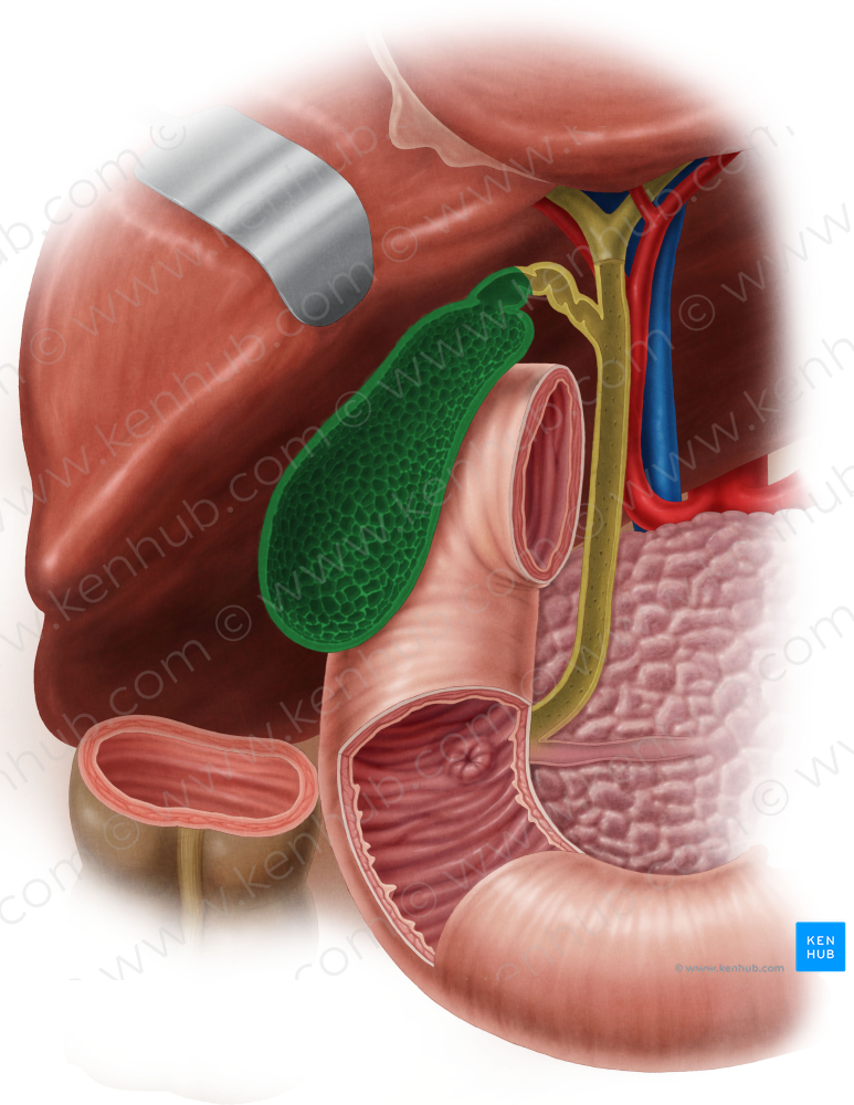 Gallbladder (#10802)