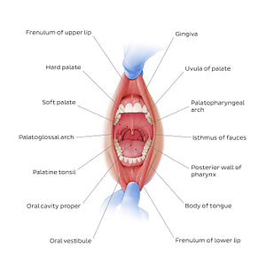Overview of the oral cavity (English)
