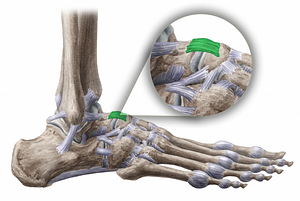 Talonavicular ligament (#11467)