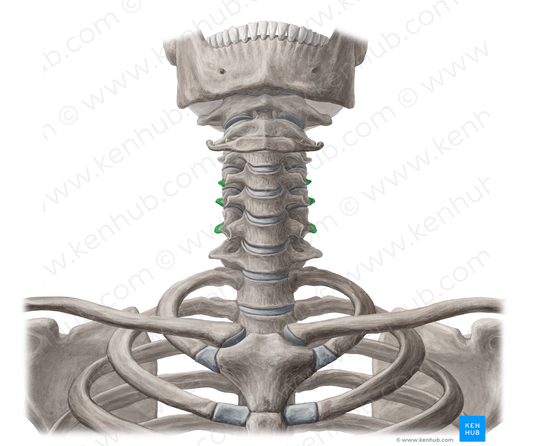 Posterior tubercles of transverse processes C4-C6 (#19597)