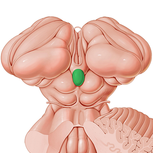 Pineal gland (#4090)