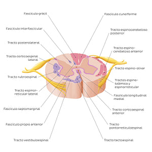 Spinal cord: Cross section (ascending and descending tracts) (Spanish)