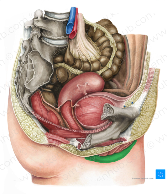 Labium majus of vulva (#4357)