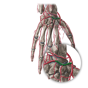 Dorsal carpal branch of radial artery (#20417)