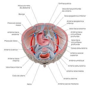 Superior view of the female pelvis: Organs and vessels (Portuguese)