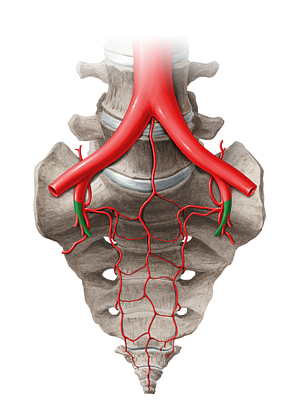 Anterior division of internal iliac artery (#14048)