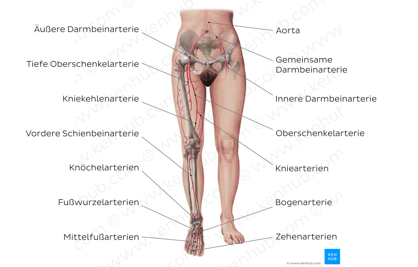 Main arteries of the lower limb (German)