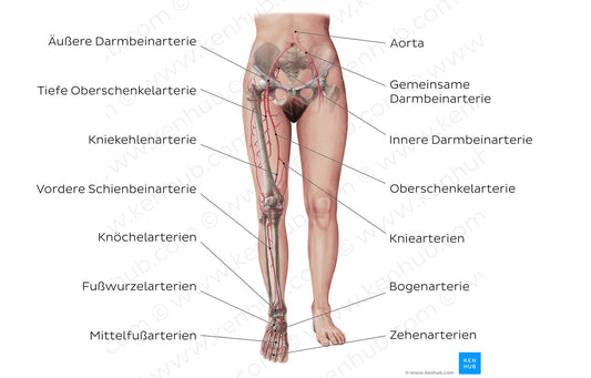 Main arteries of the lower limb (German)