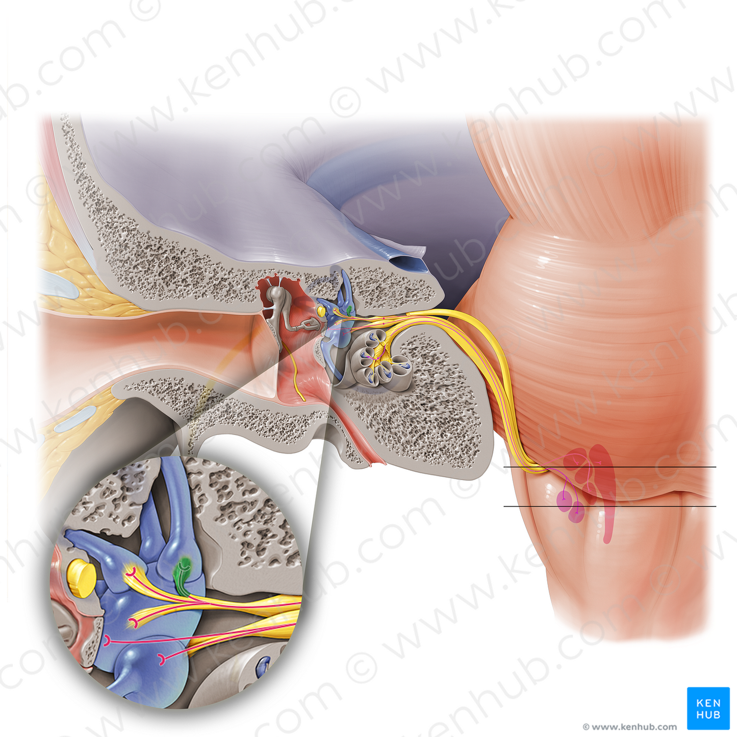 Anterior ampullary nerve (#6317)