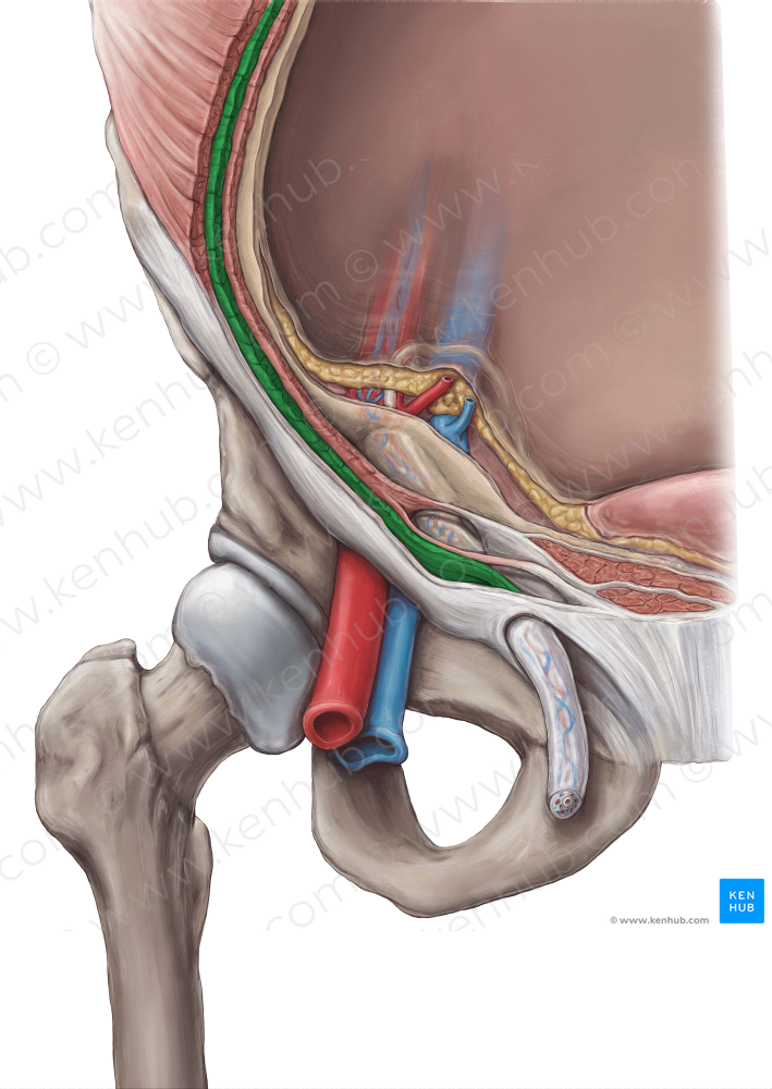 Internal abdominal oblique muscle (#5661)
