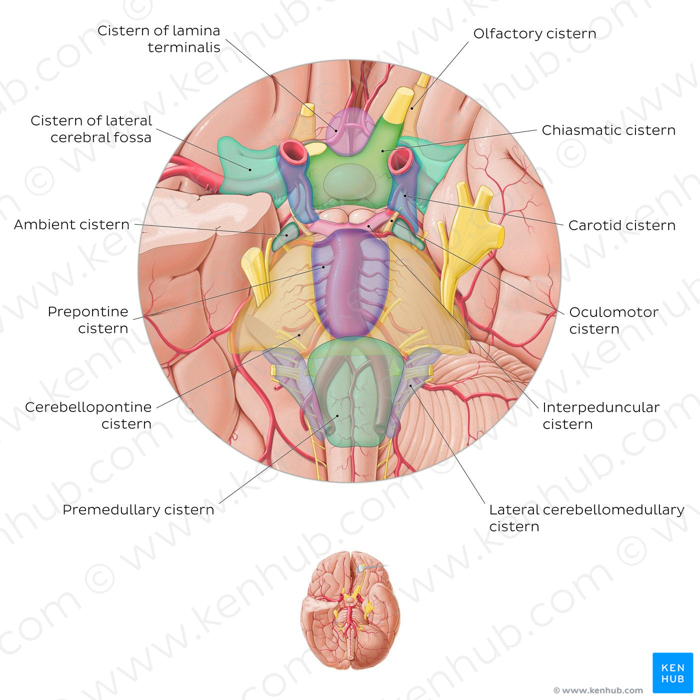 Subarachnoid cisterns of the brain (Inferior view) (English)