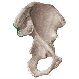 Posterior border of ilium (#21186)