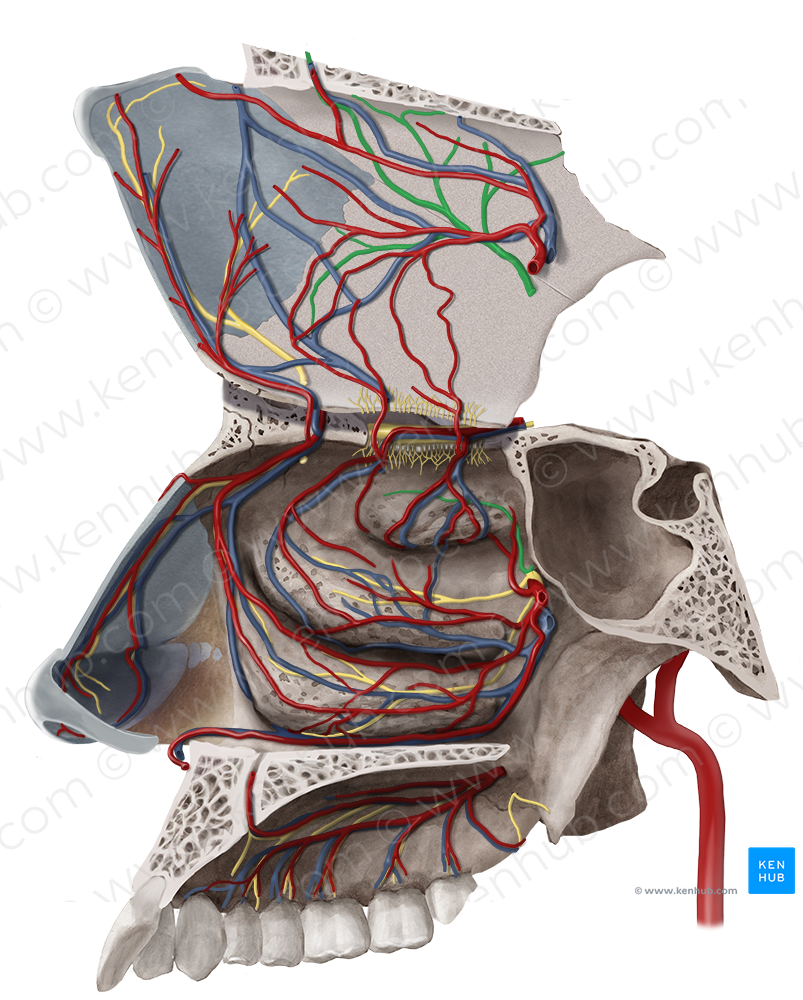 Nasopalatine nerve (#6592)