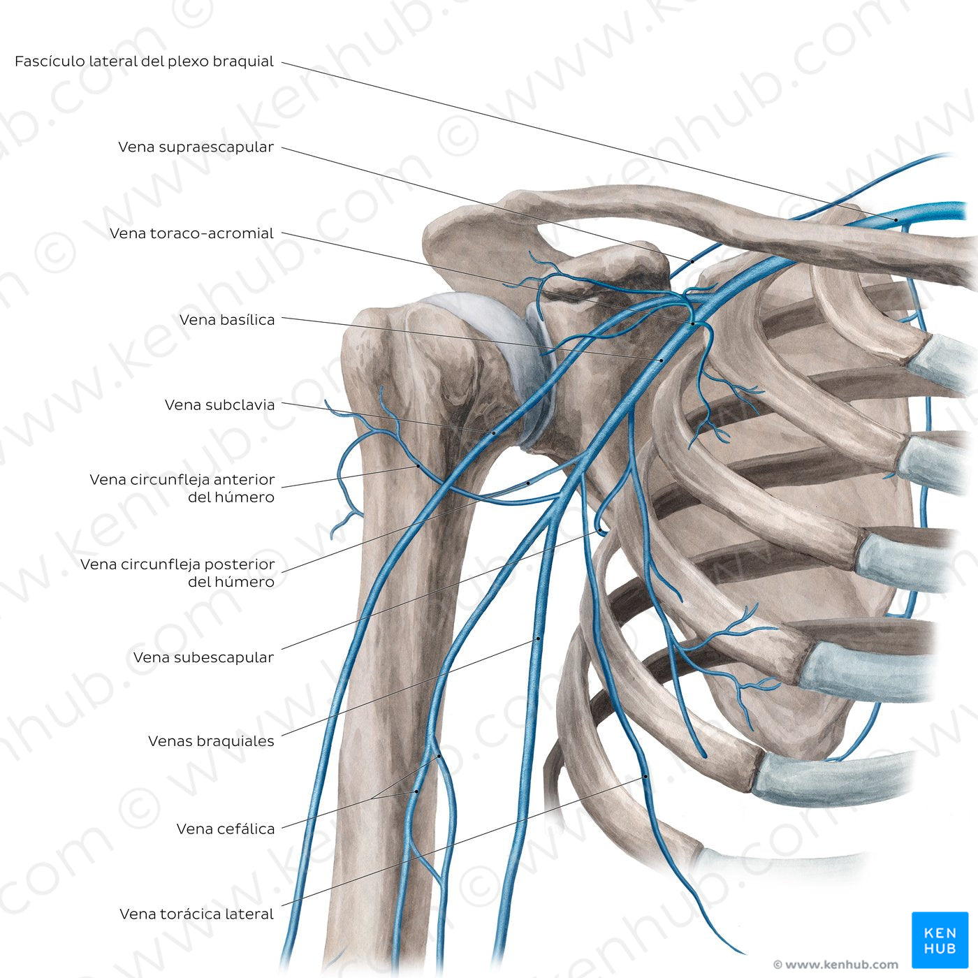 Veins of the arm and the shoulder - Anterior view (Spanish)