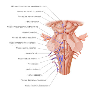 Cranial nerve nuclei - posterior view (efferent) (Spanish)