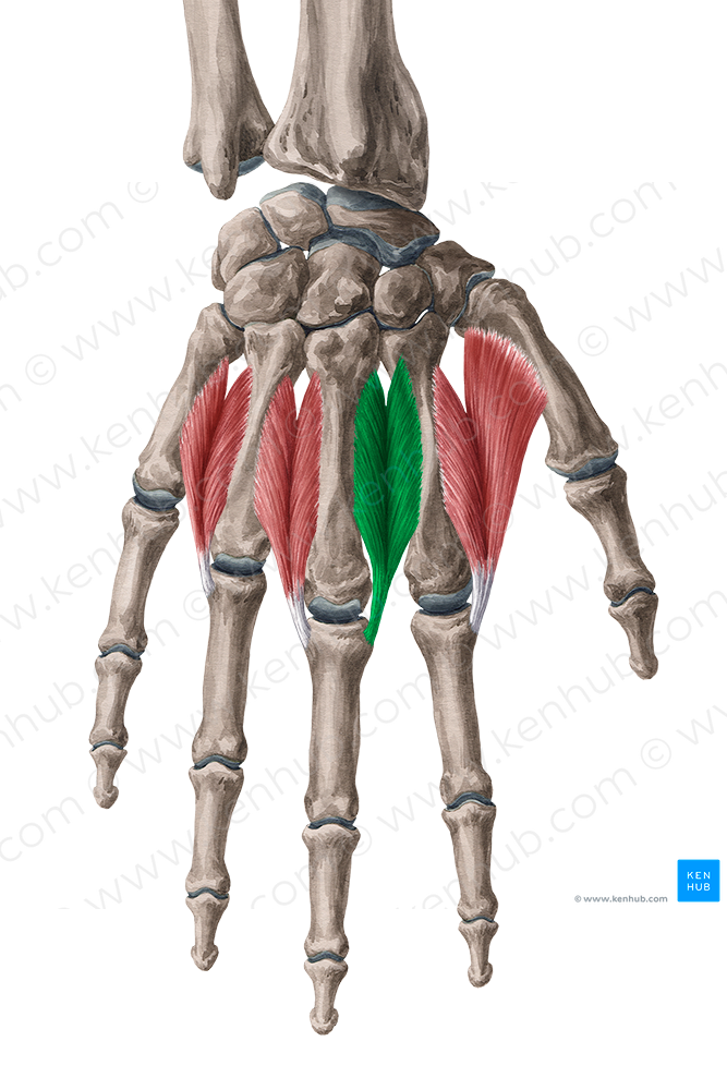 2nd dorsal interosseous muscle of hand (#5491)