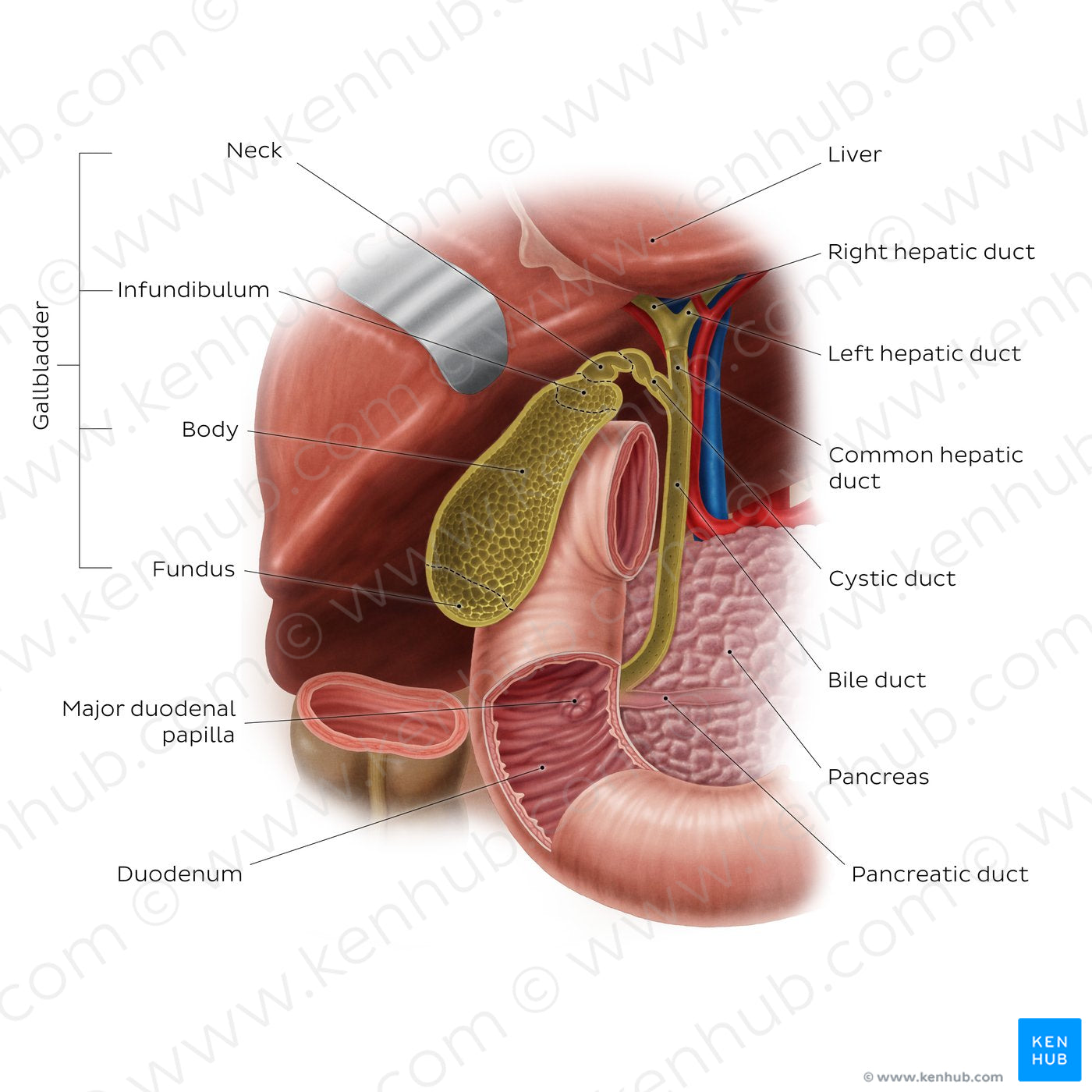 Gallbladder (English)