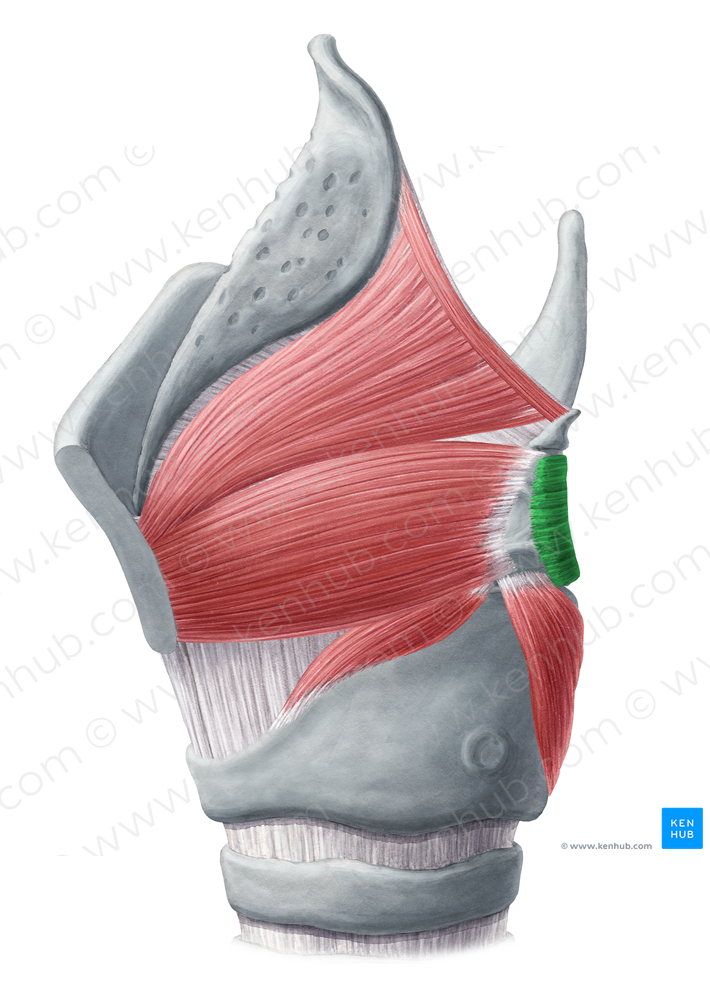 Transverse arytenoid muscle (#5211)