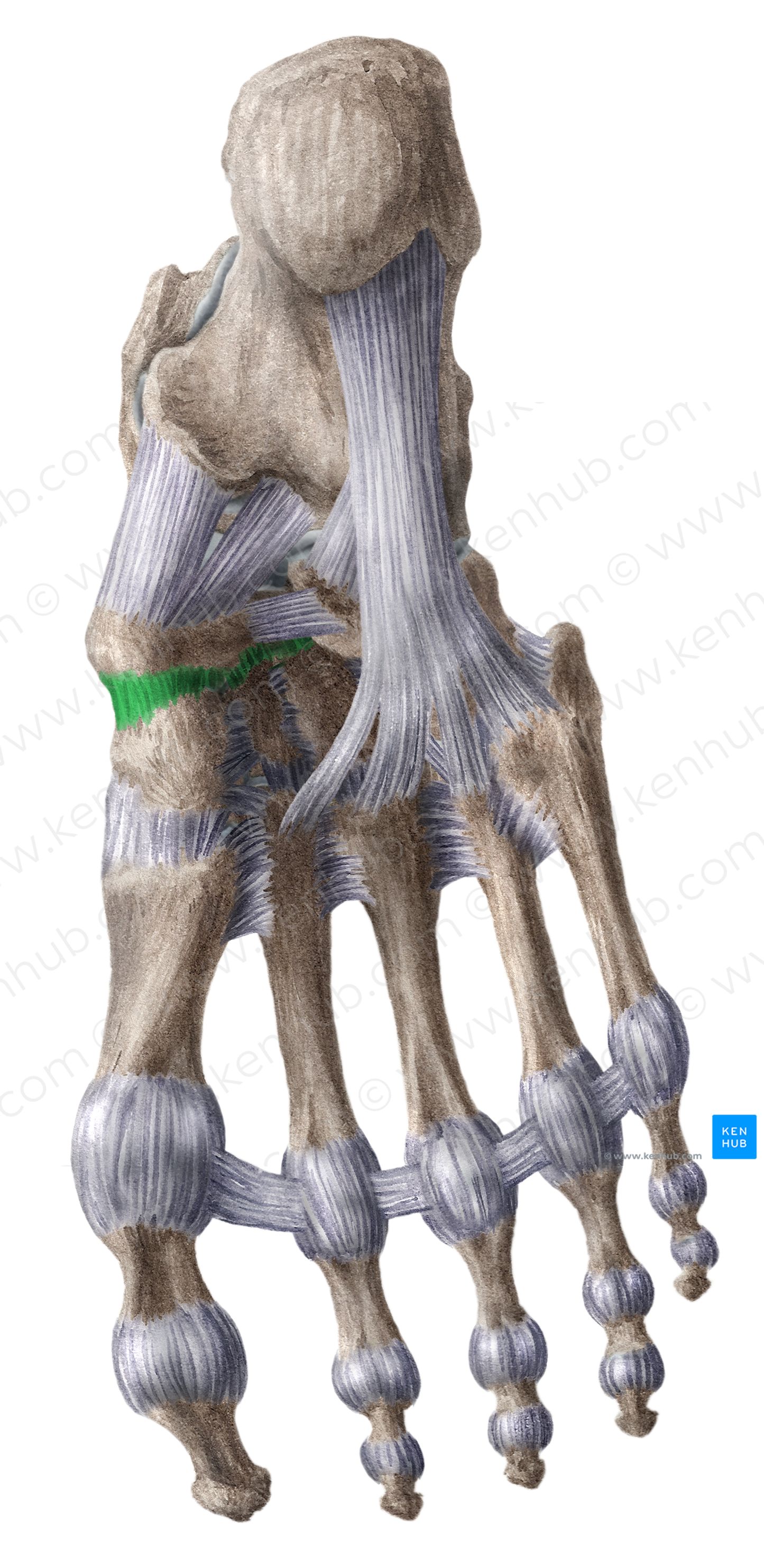 Plantar cuneonavicular ligaments (#18608)