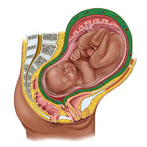 Myometrium (#19173)