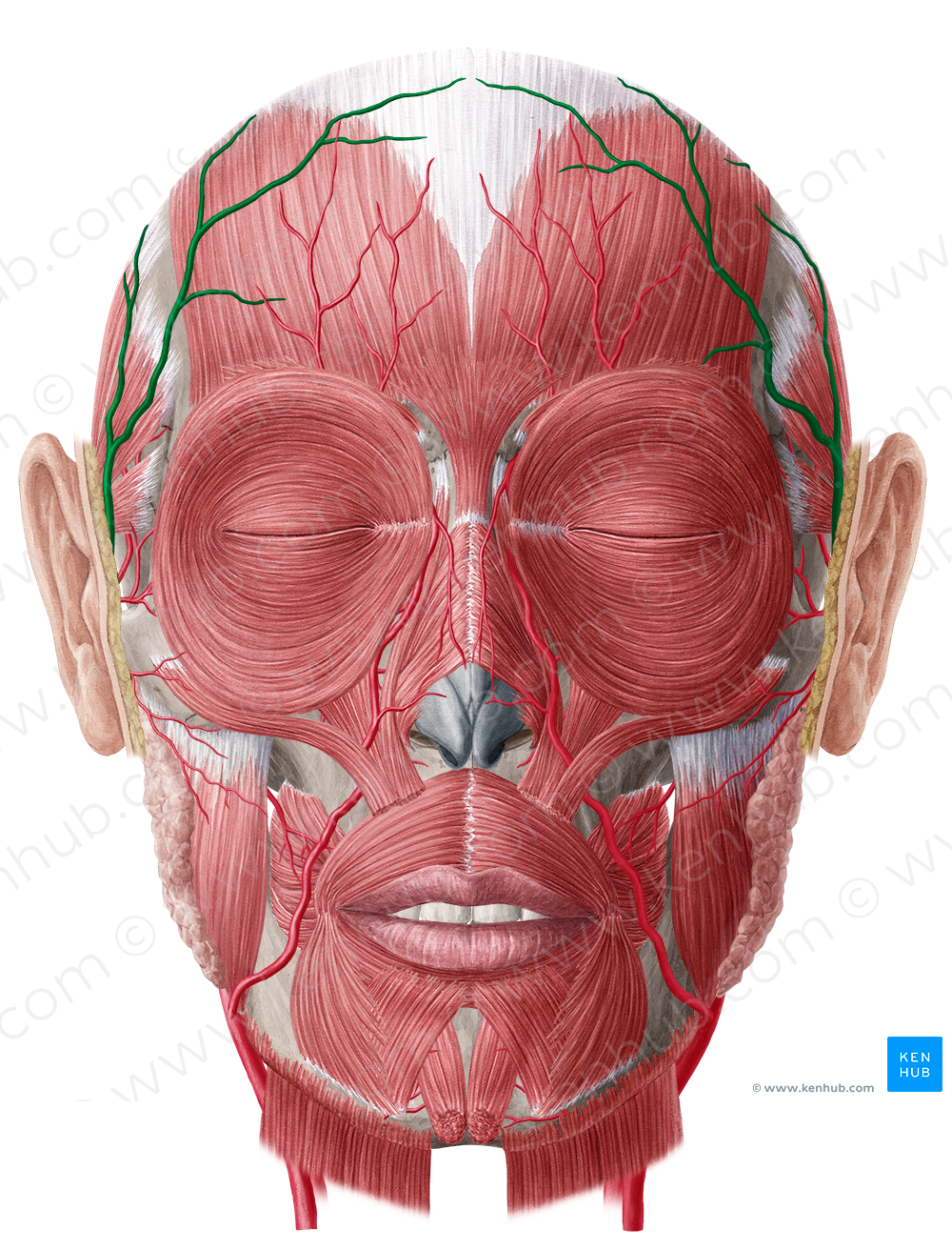 Superficial temporal artery (#1896)