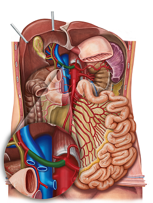 Common hepatic artery (#1335)