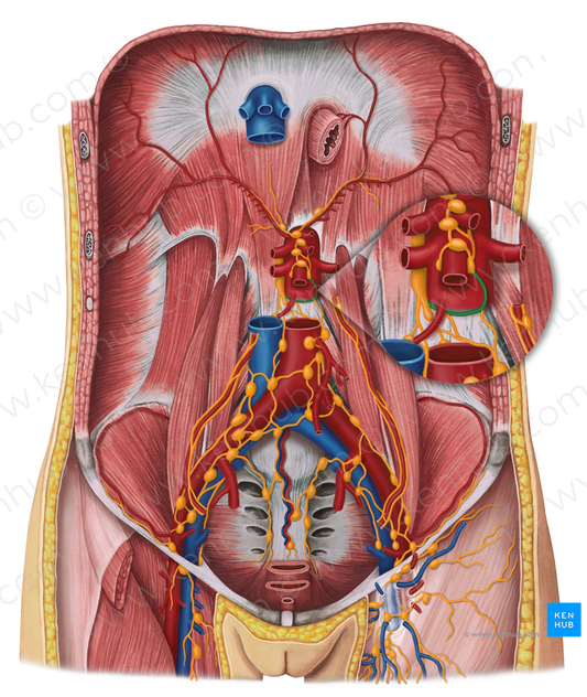 Intestinal lymphatic trunk (#9628)