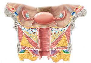 Ischiocavernosus muscle (female) (#5514)