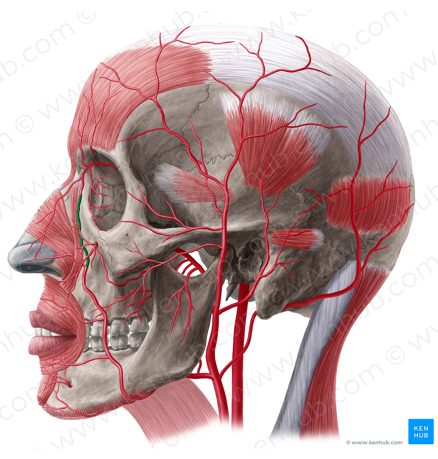 Angular artery (#20506)