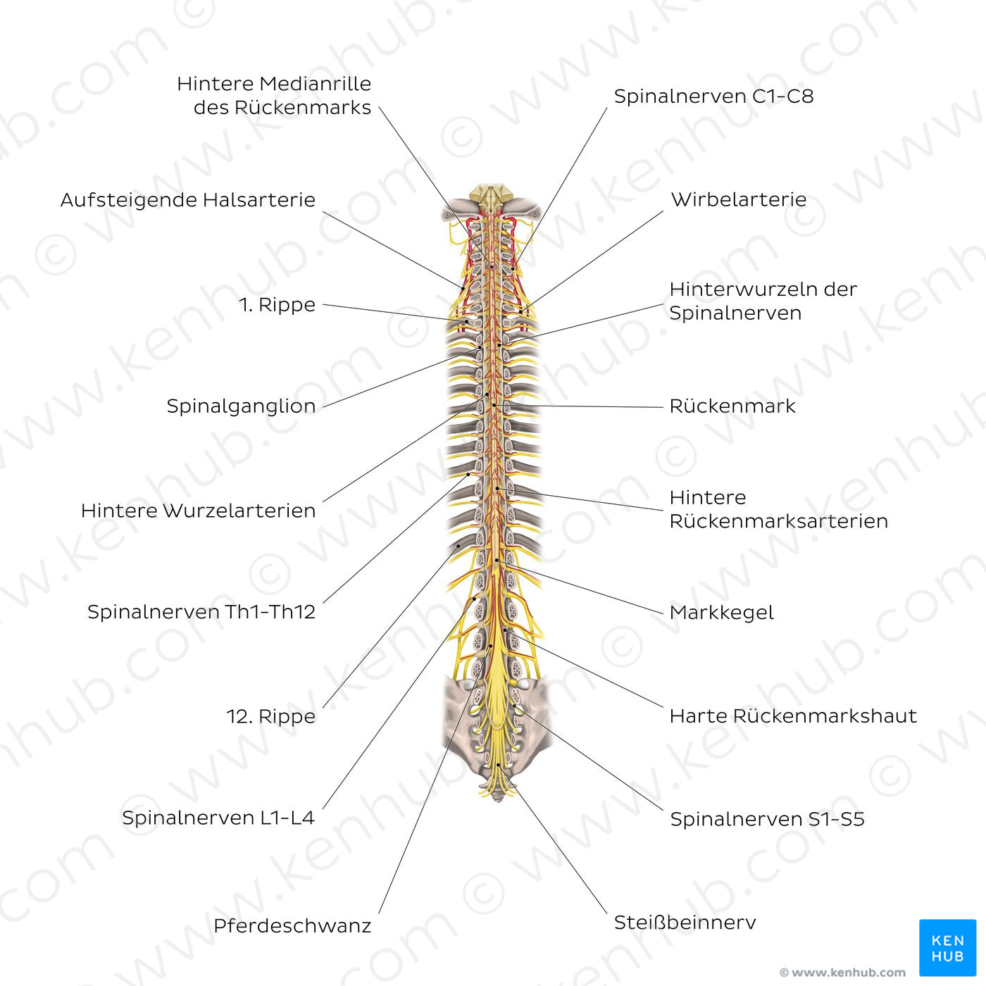 Structure of the spinal cord (German)