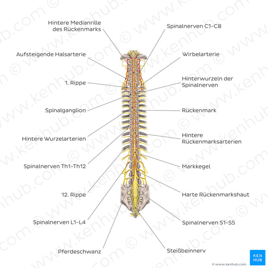 Structure of the spinal cord (German)