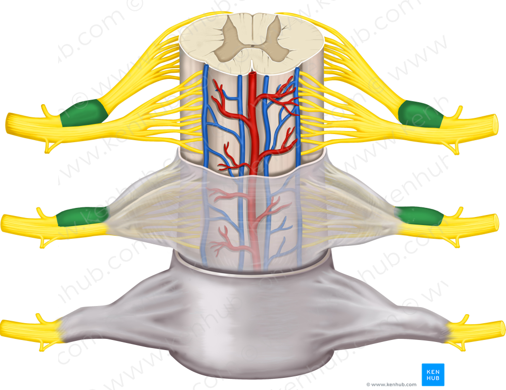 Spinal ganglion (#4011)