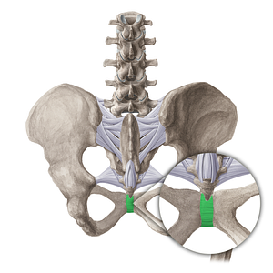 Posterior pubic ligament (#21521)