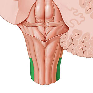 Lateral funiculus of medulla oblongata (#3940)