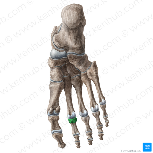 Base of proximal phalanx of 2nd toe (#16194)