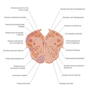 Medulla oblongata: Vagus nerve level (Portuguese)
