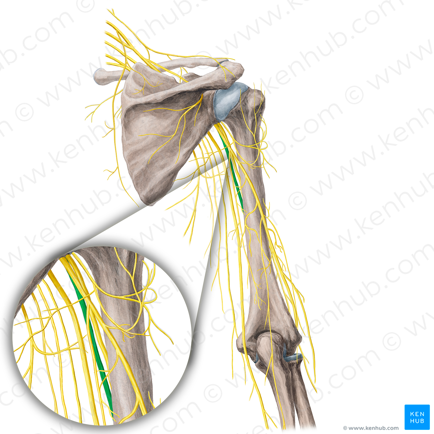 Median nerve (#21767)