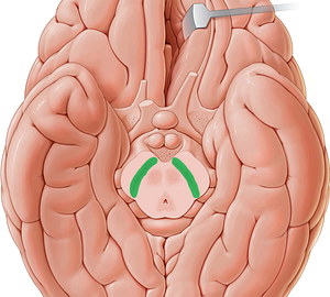 Substantia nigra (#9206)