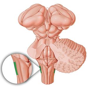 Trigeminal tubercle (#9762)