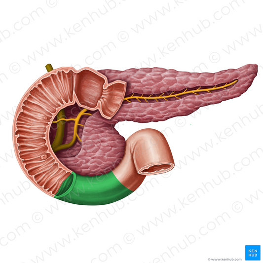 Horizontal part of duodenum (#13954)